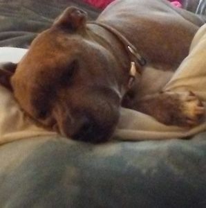 Meet your Posher, Ginger